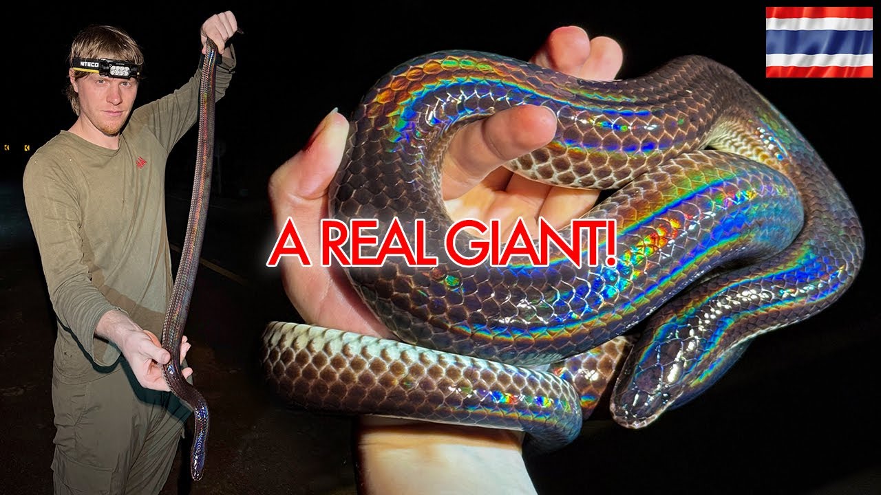 Giant sunbeams, deadly kraits and other amazing snakes in Thailand!