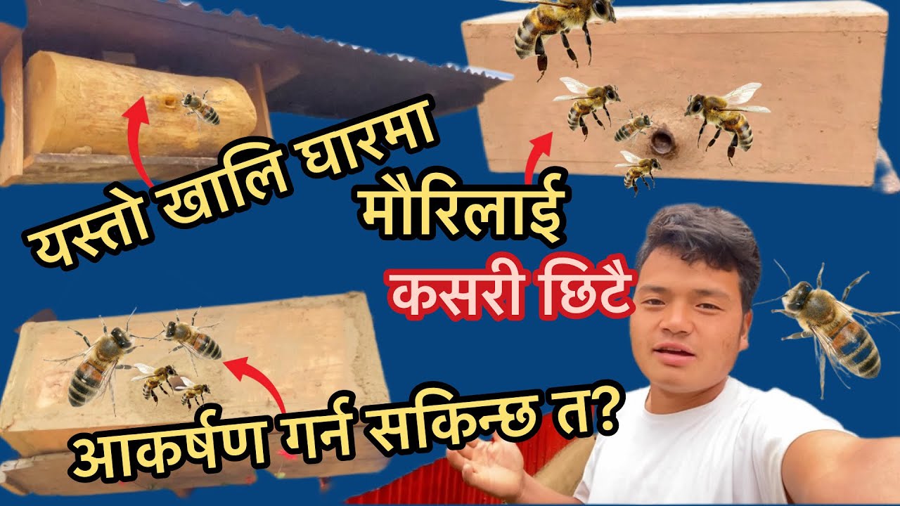 खालि घारहरुमा छिटै मौरि आउनकोलागि के गर्नु पर्ला ? यसो गर्नुहोस १००% आऊछ मौरी
