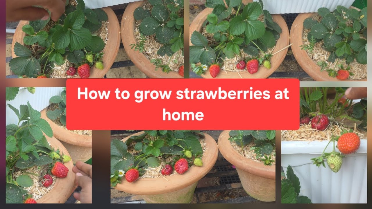 How to grow strawberries at home:step by step guide,स्ट्रॉबेरी को उगाने का आसान तरीका 