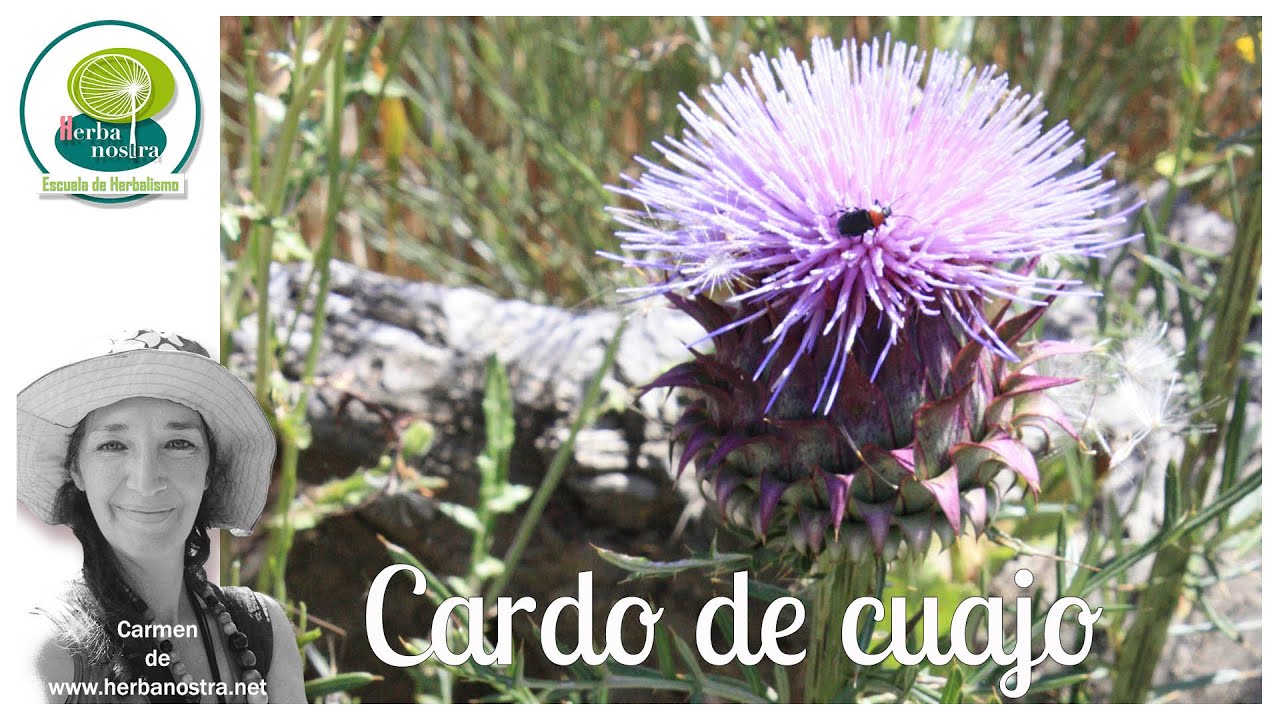 Cardo de cuajo