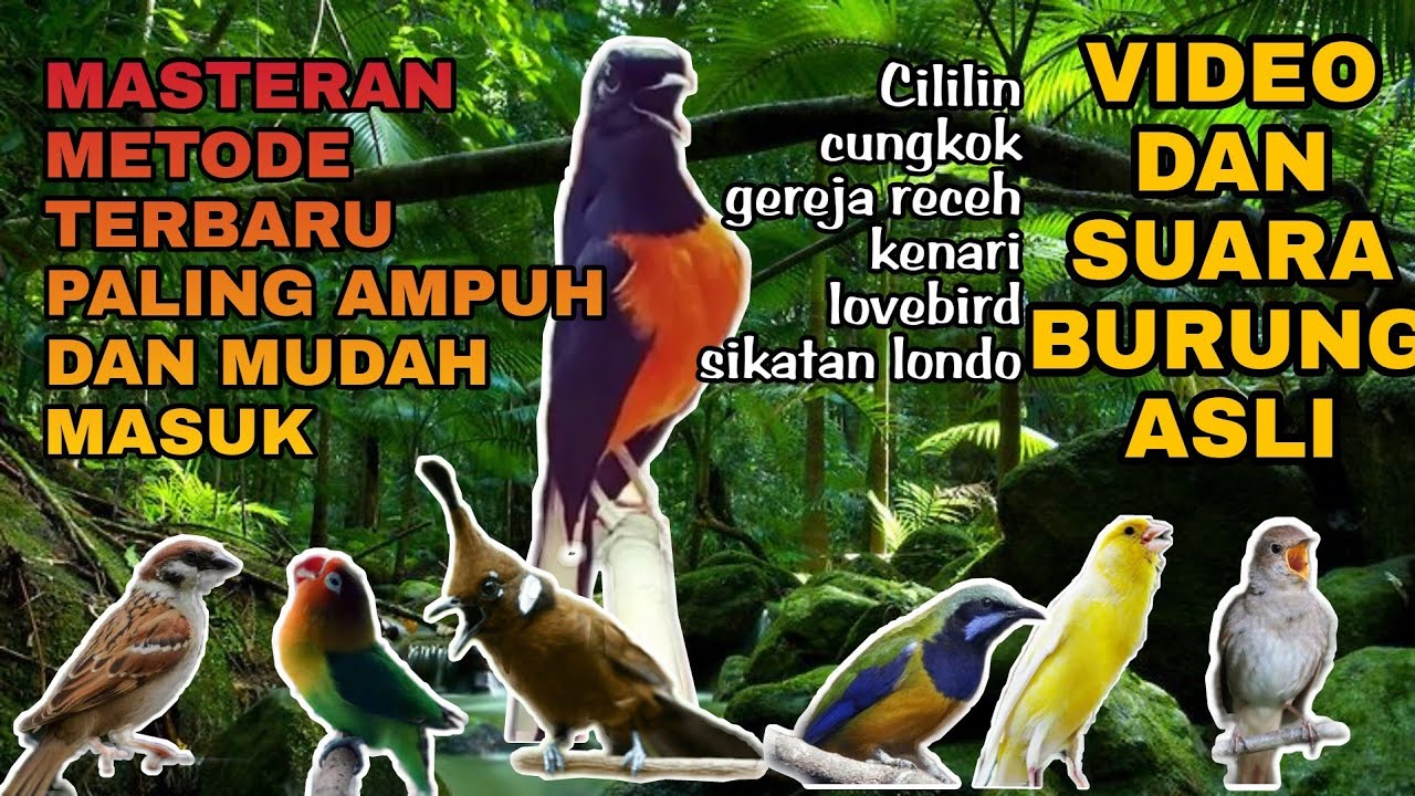 MASTERAN MURAI BATU DENGAN METODE VIDEO DAN SUARA ASLI BURUNG MASTERAN | PALING AMPUH MUDAH MASUK.