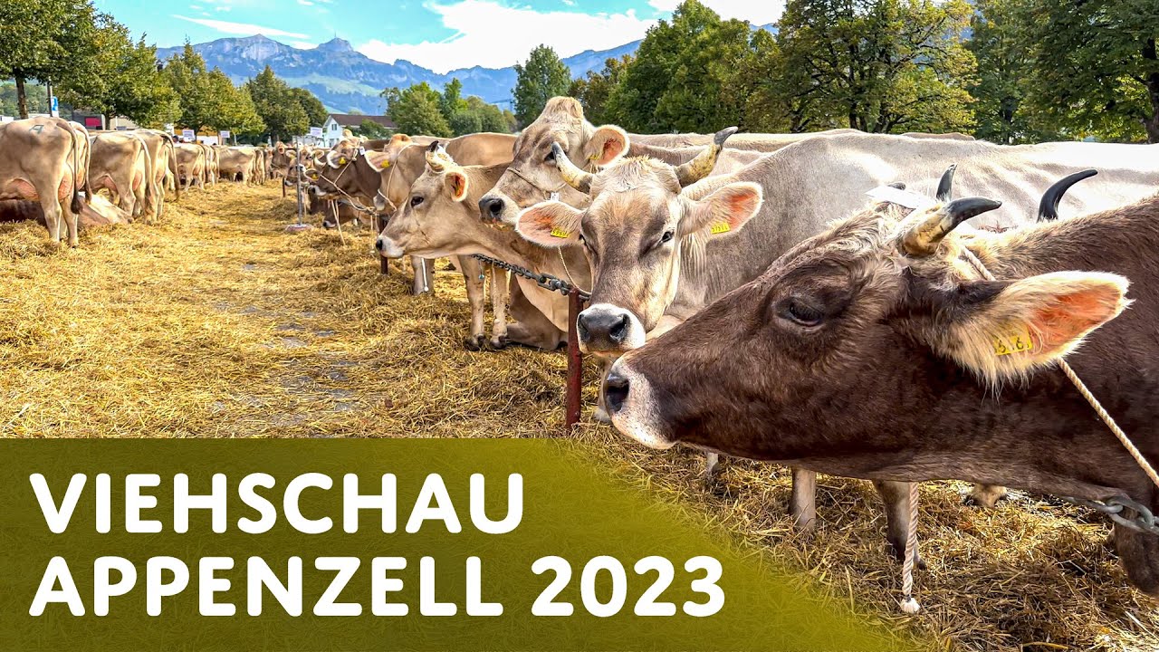 Appenzell Cattle Show 🐮 Swiss Tradition🇨🇭Cattle Drive & Yodeling in the Village 🫶 [PART 1]