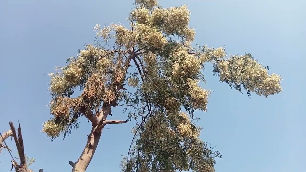 Different flower 🌻🌹 my home pakpattan land