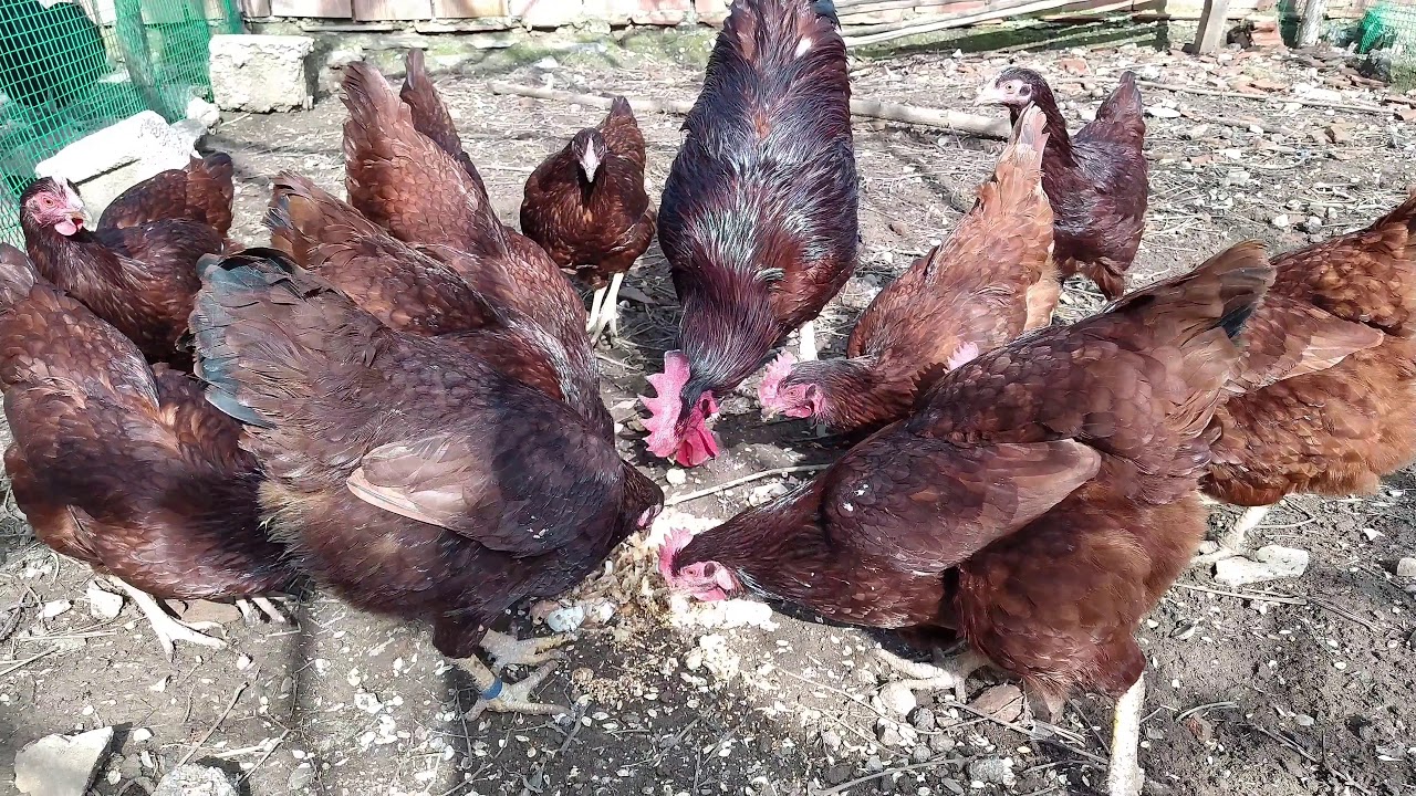 RHODE ISLAND RED
