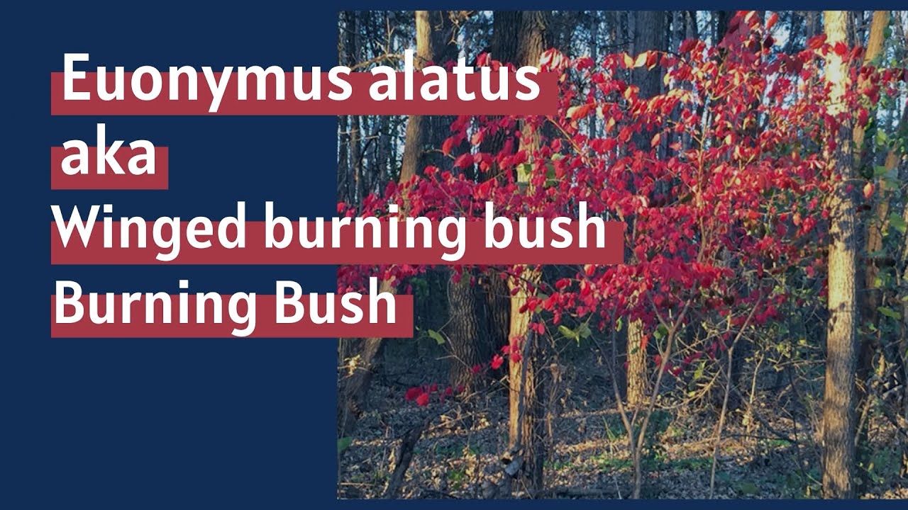 Stop the Spread of Invasive Plants - Burning Bush