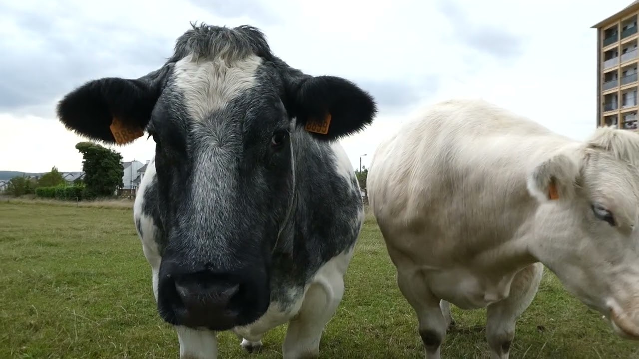 Bande de curieuses! #vaches #belgique