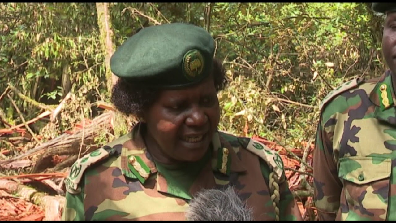 Saving Mau forest #SundayLive