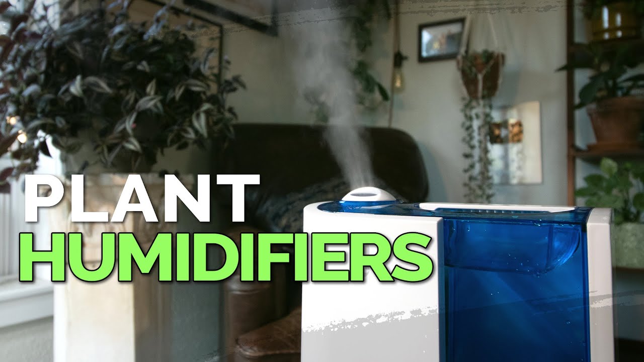 How to Use a Humidifier for Your Houseplants 💦🌱