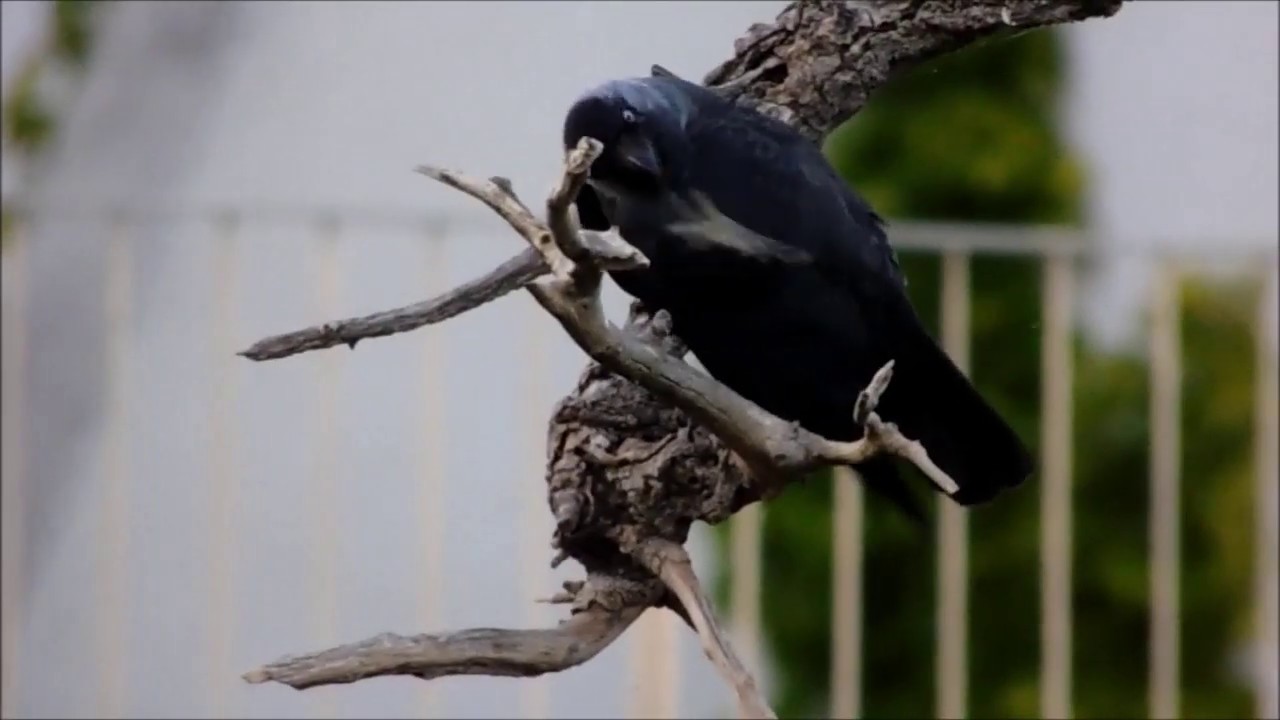 Grajilla acical&aacute;ndose / Jackdaw prinning