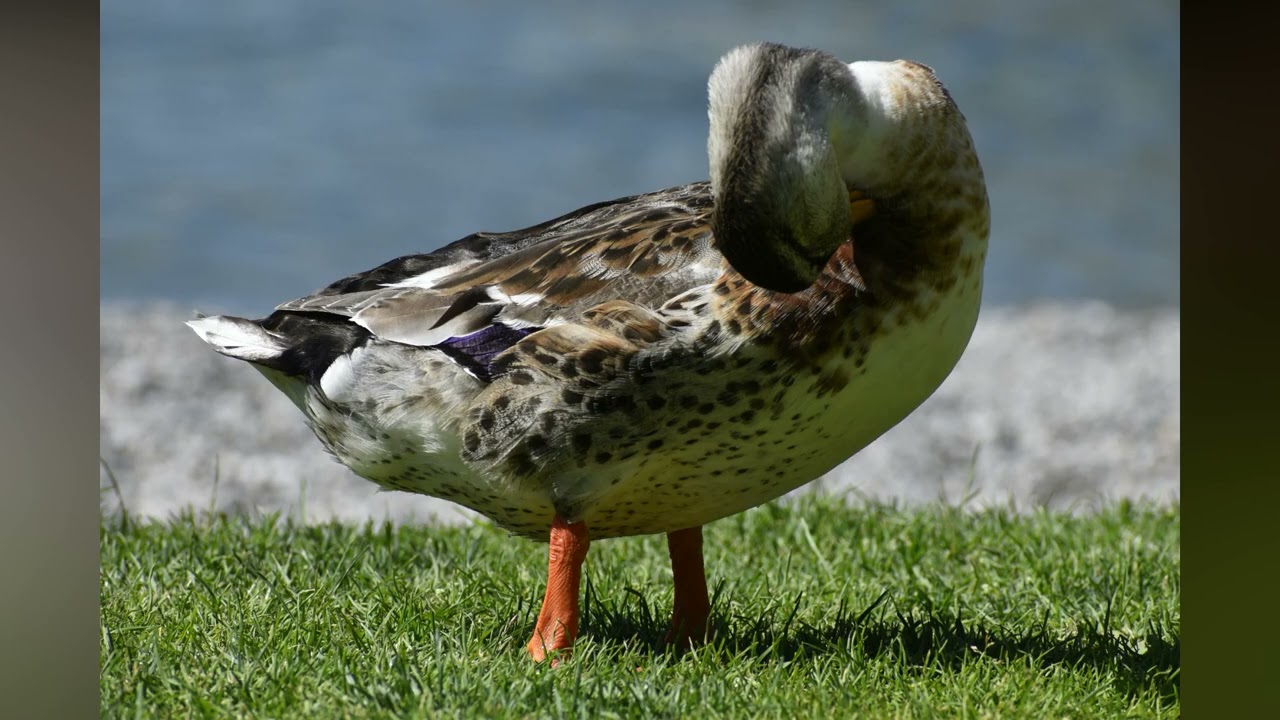 Papere al Lago di Garda-folaga comune,germano reale...(1/3)