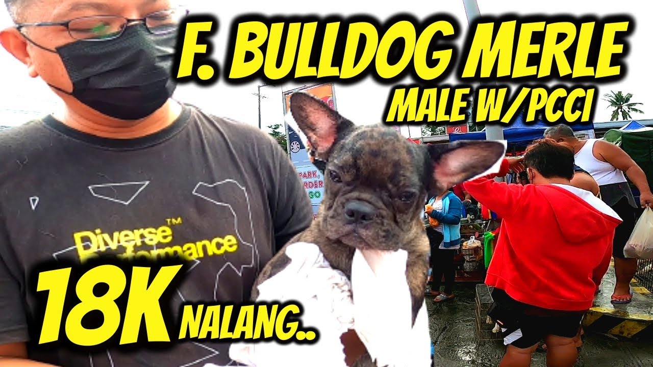 UNAHAN NALANG SA MERLE F. BULLDOG / GUARD DOG MERON DITO KAY KUYA ARIES..