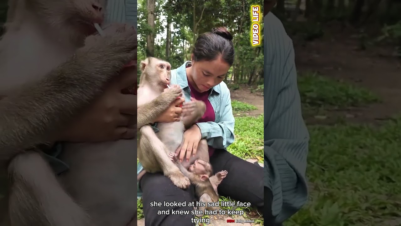 mom help reduce big pipe baby monkey
