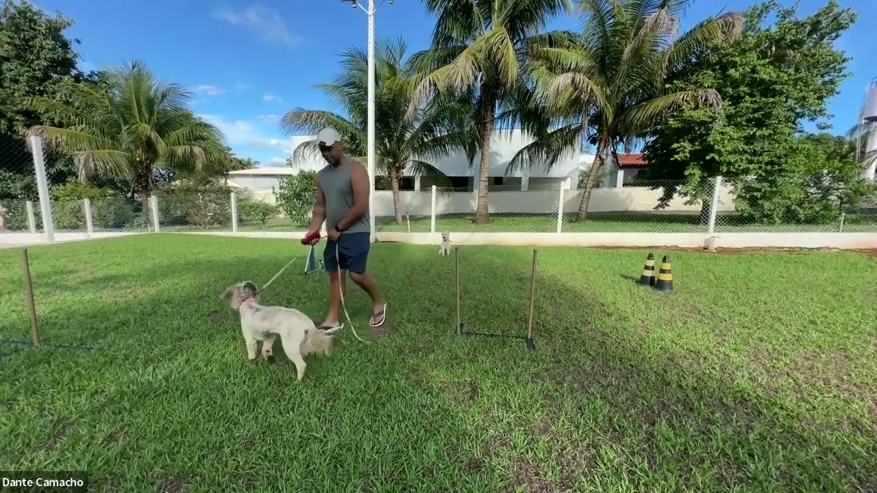 Treino AO VIVO e sem cortes de fundamentos de Agility - Counteúdo exclusivo