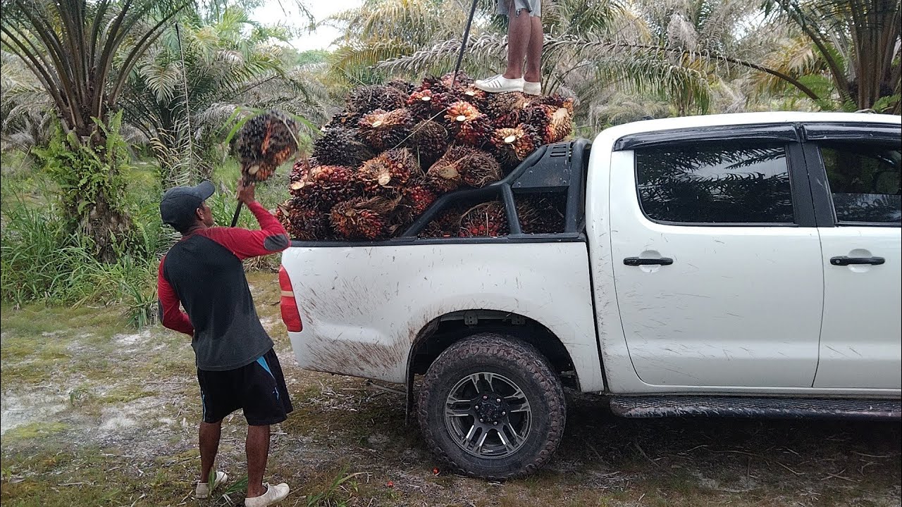 Panen sawit,dan terus isi dalam Toyota Hilux Vigo sampai full muatan