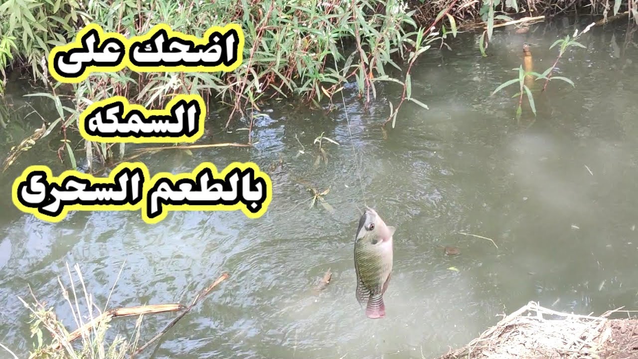 صيد التوت وجماله مع السمكه اللى ممنعه والعدة المستخدمه لخطف السمكه اليومين دول