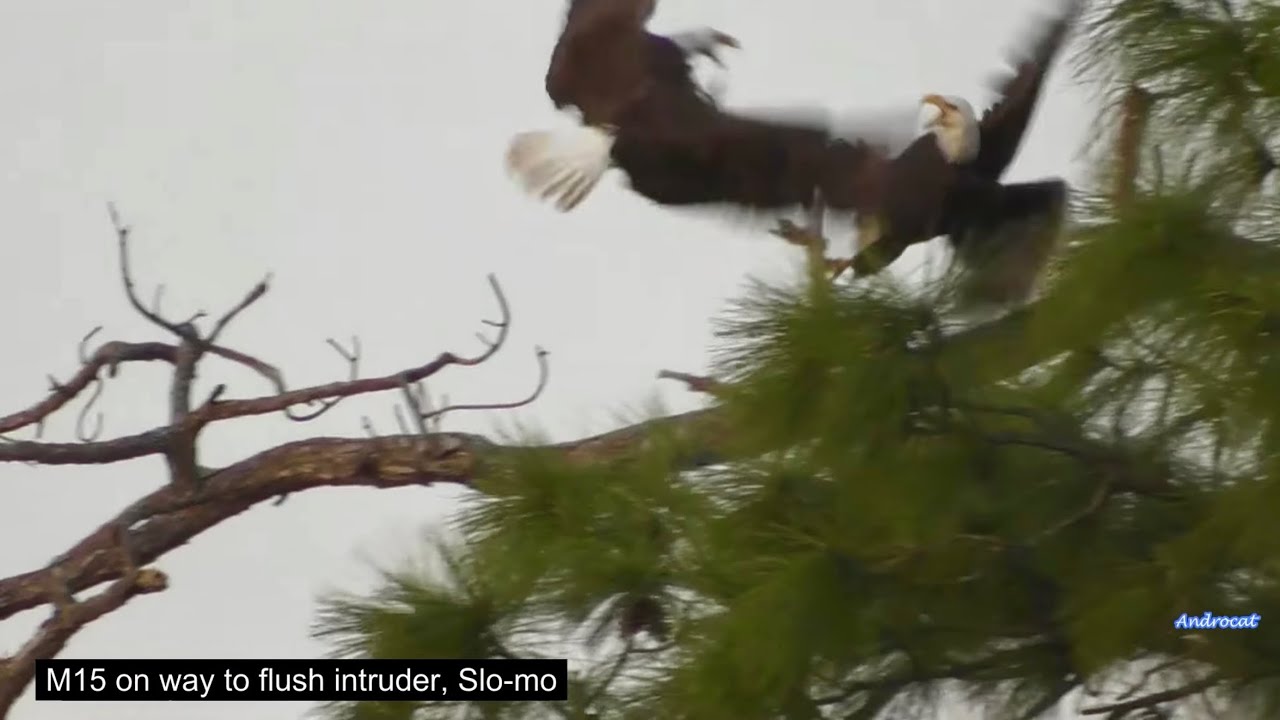 SWFL Eagles 3-19-26.  E26 & M15 TAG TEAM INTRUDER; M15 FLUSHES INTRUDER 2ND TIME; Ground + Cam View!
