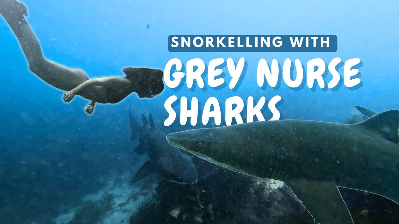 DIVING WITH SHARKS IN AUSTRALIA || Diving The Gutter & Sharks in Bushranger Bay (Aussie Vlog #8)