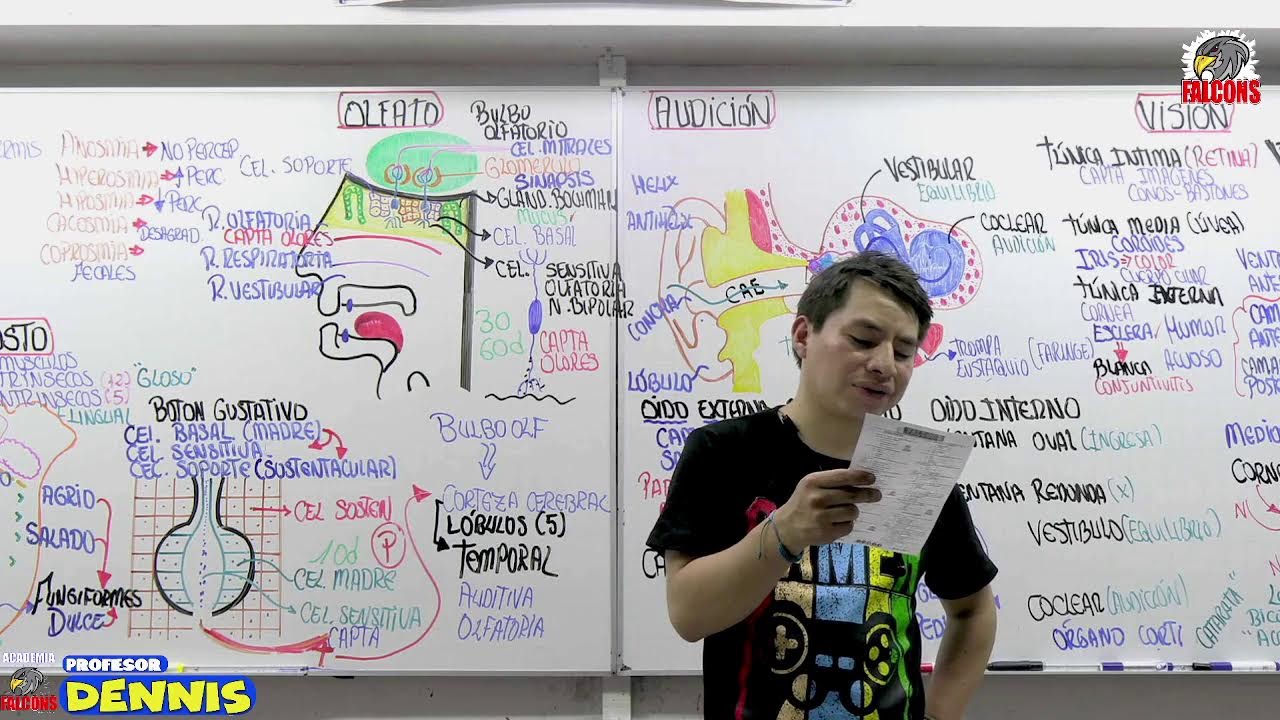 SISTEMA SENSORIAL- ANATOMÍA
