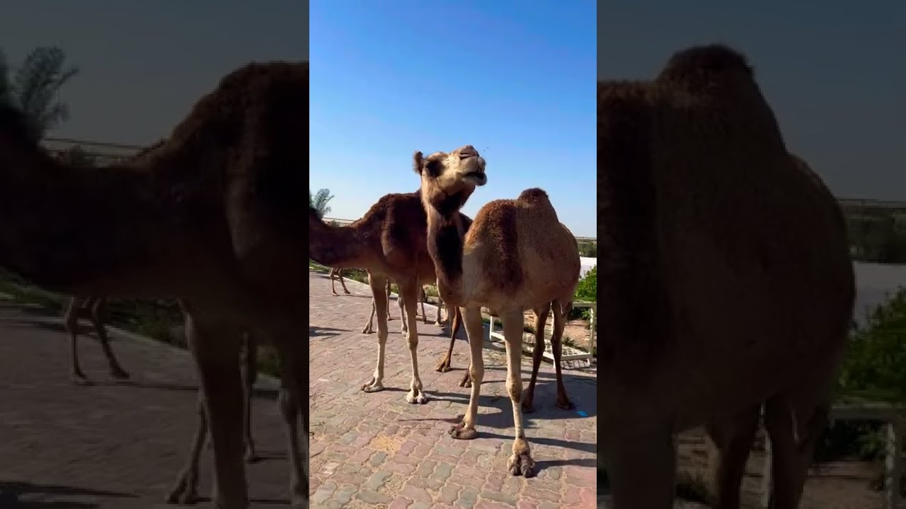 Hungry Camel.🐪