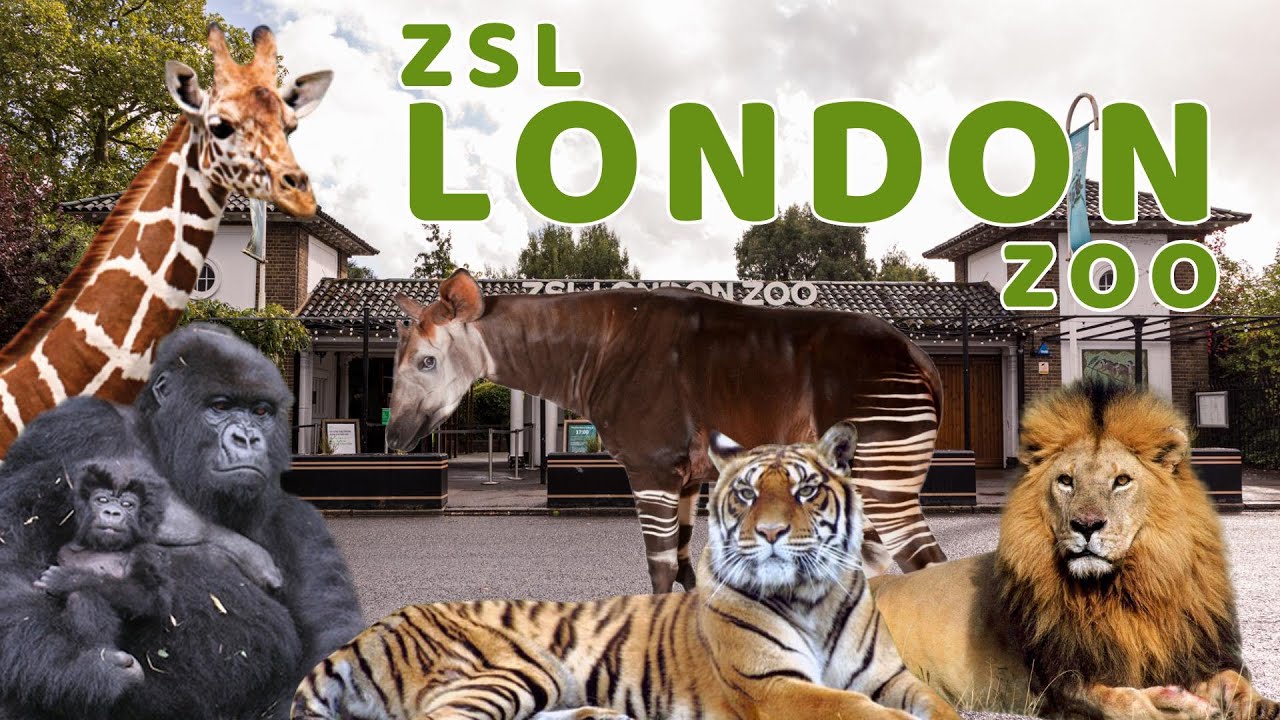London Zoo - Is It Worth A Trip? l Zoo Review