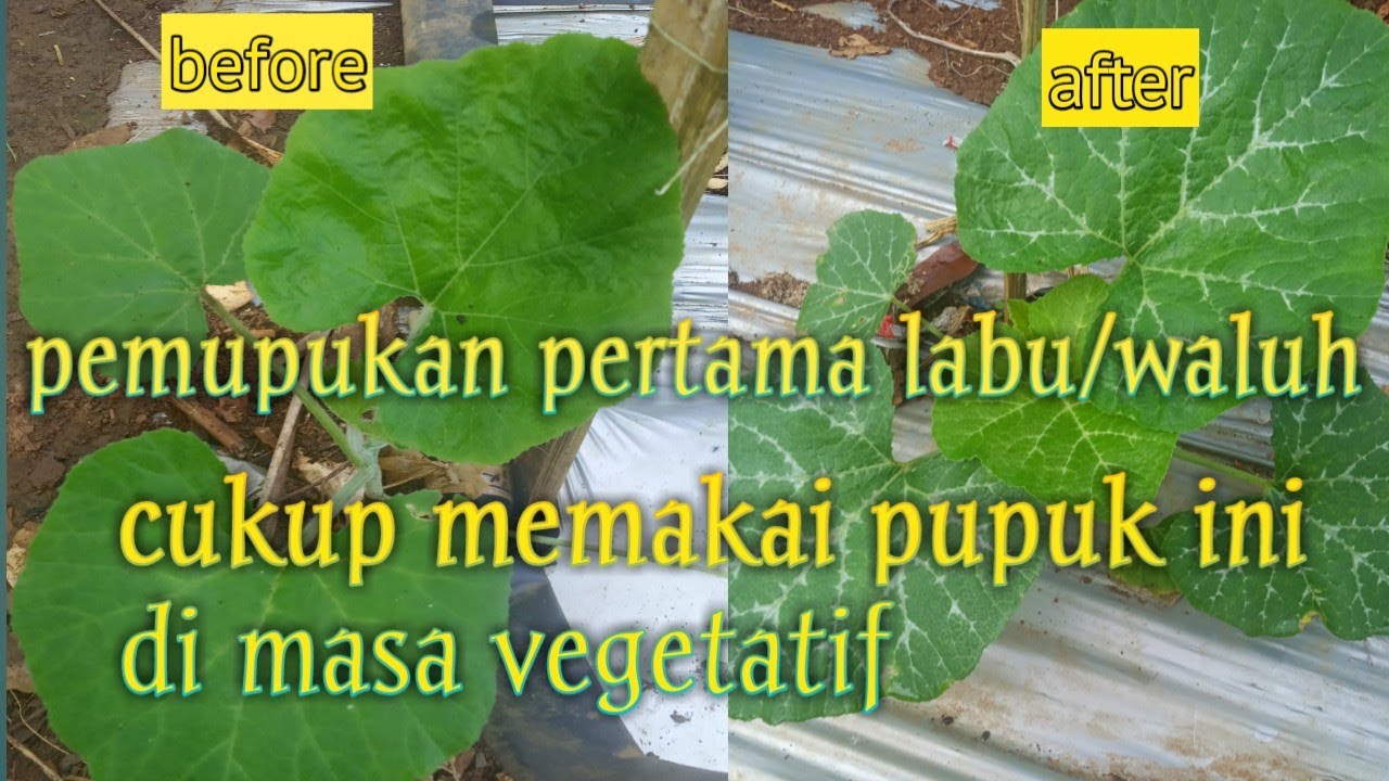 Pemupukan pertama labu atau waluh