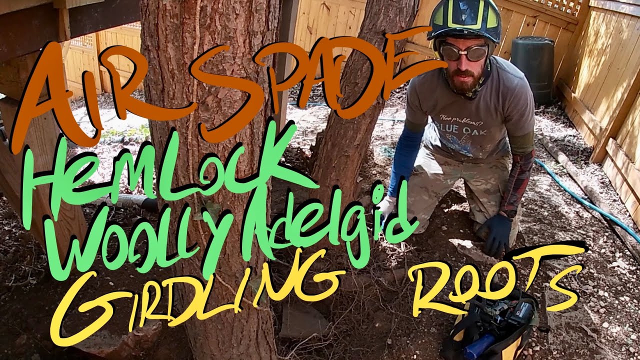 Soil Madness!  Big Tree Health Day: Air Spade, RCEs, and Hemlock Woolly Adelgid