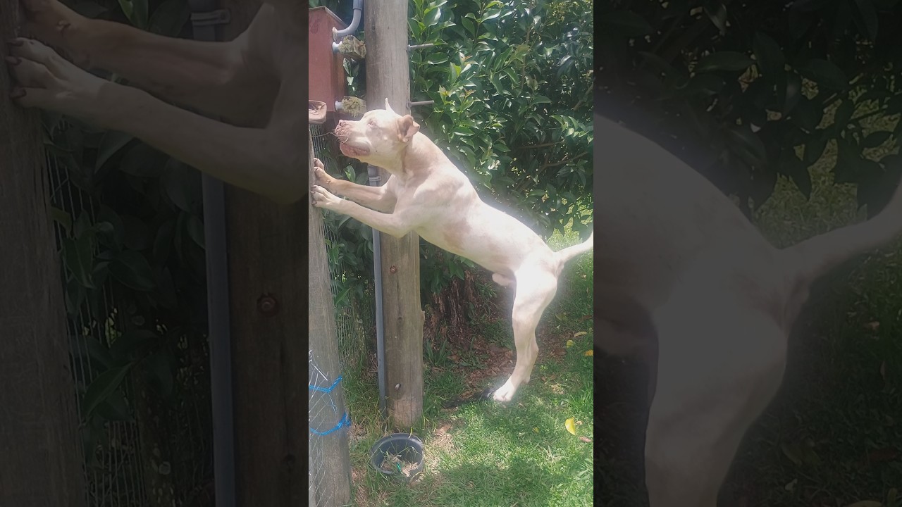 PIT MONSTER PULANDO PRA PEGAR O TÊNIS 🔥🦍 