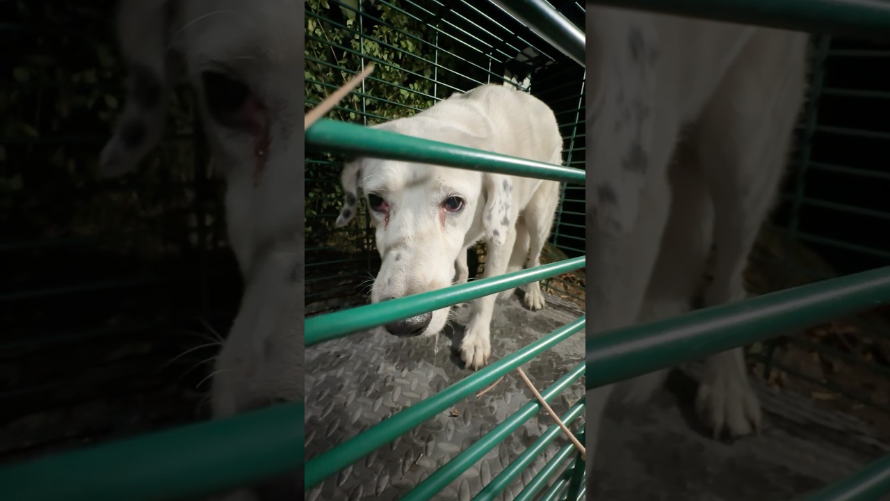 Hund versteckt sich ein Jahr in Duisburg #animalrescue #hund #tierrettung
