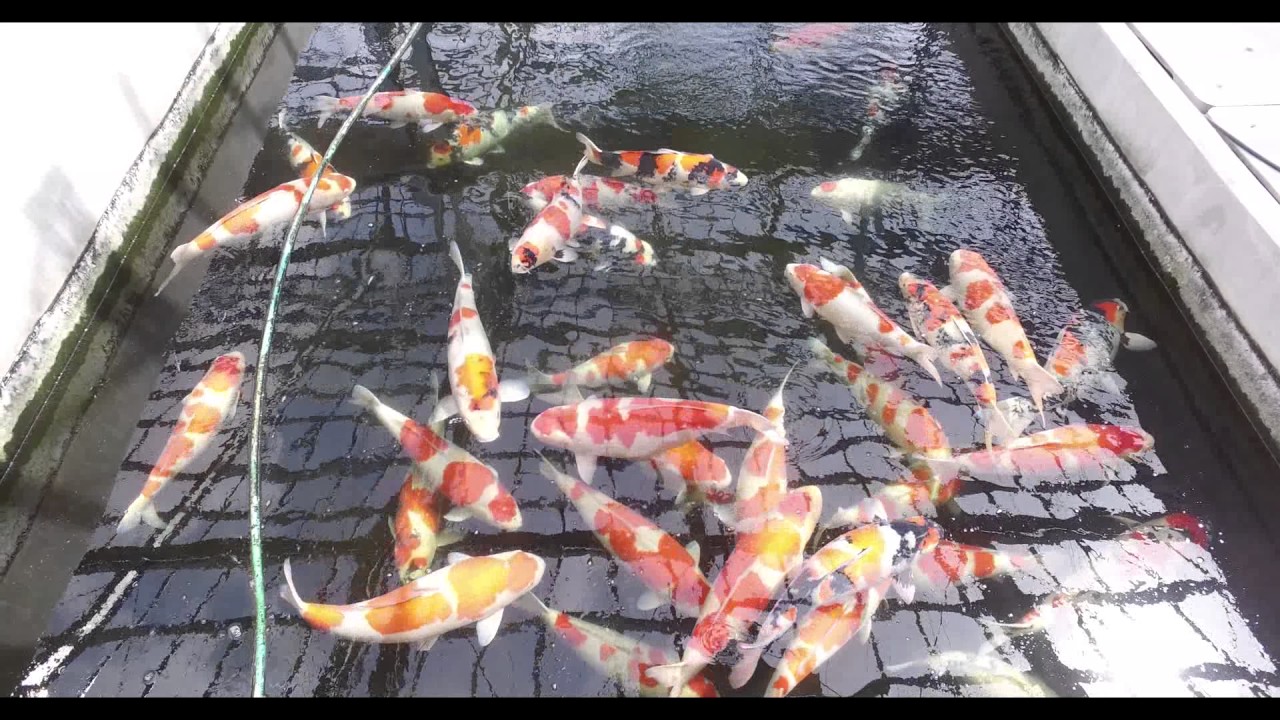 Dainichi Koifarm Japan: Dainichi Rundgang Teil 3