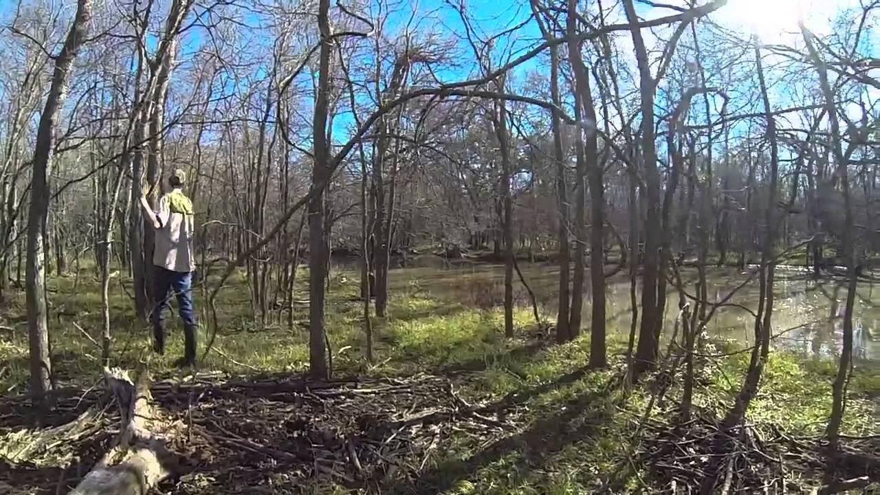 Duck Territory