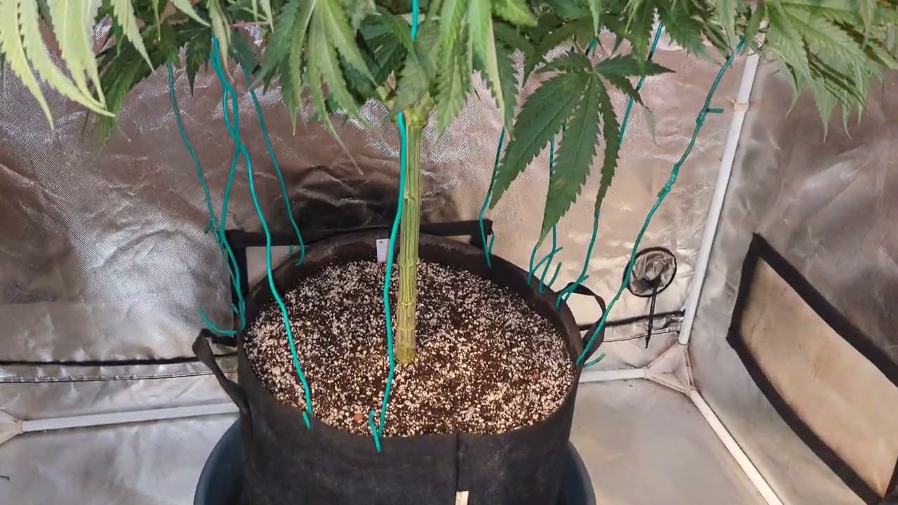 Girl Scout Cookies Extreme From ILGM