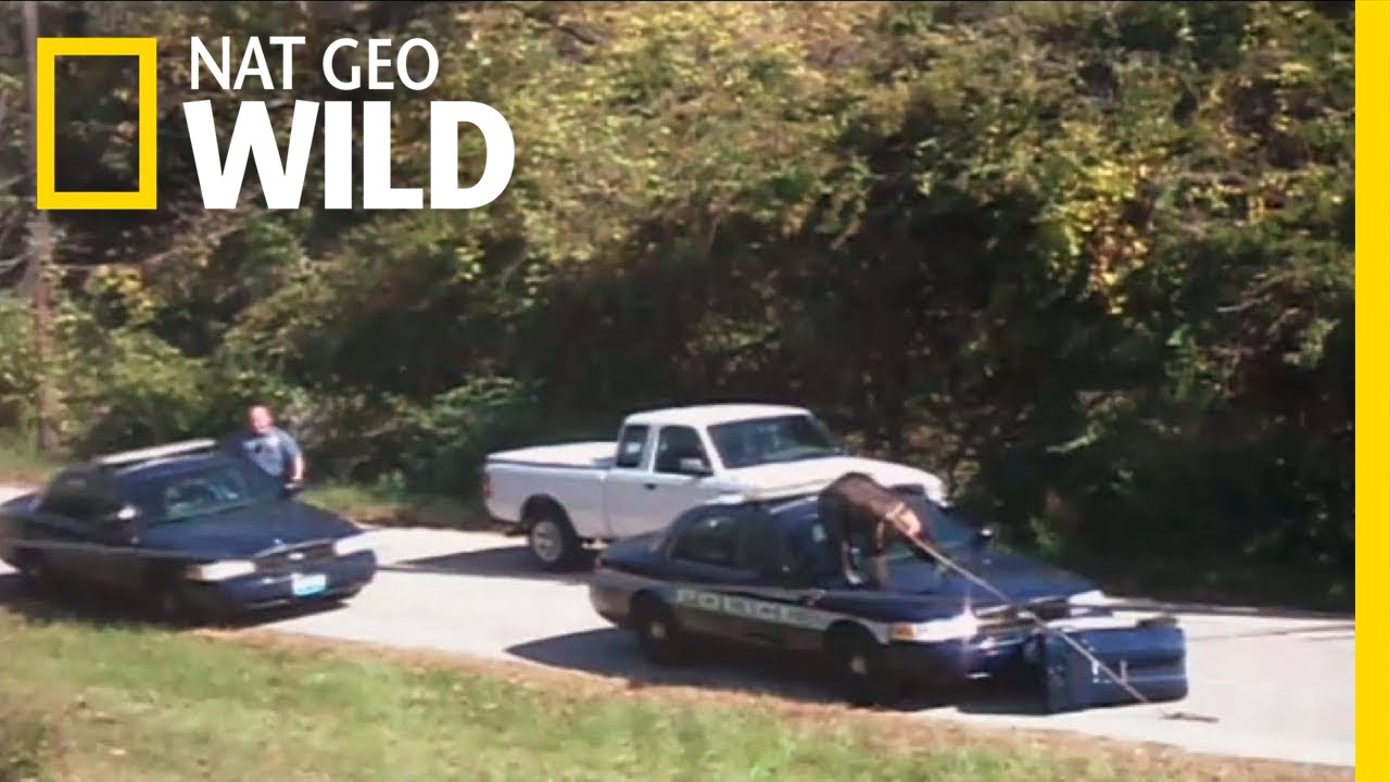 Chimp on the Loose | Most Wanted