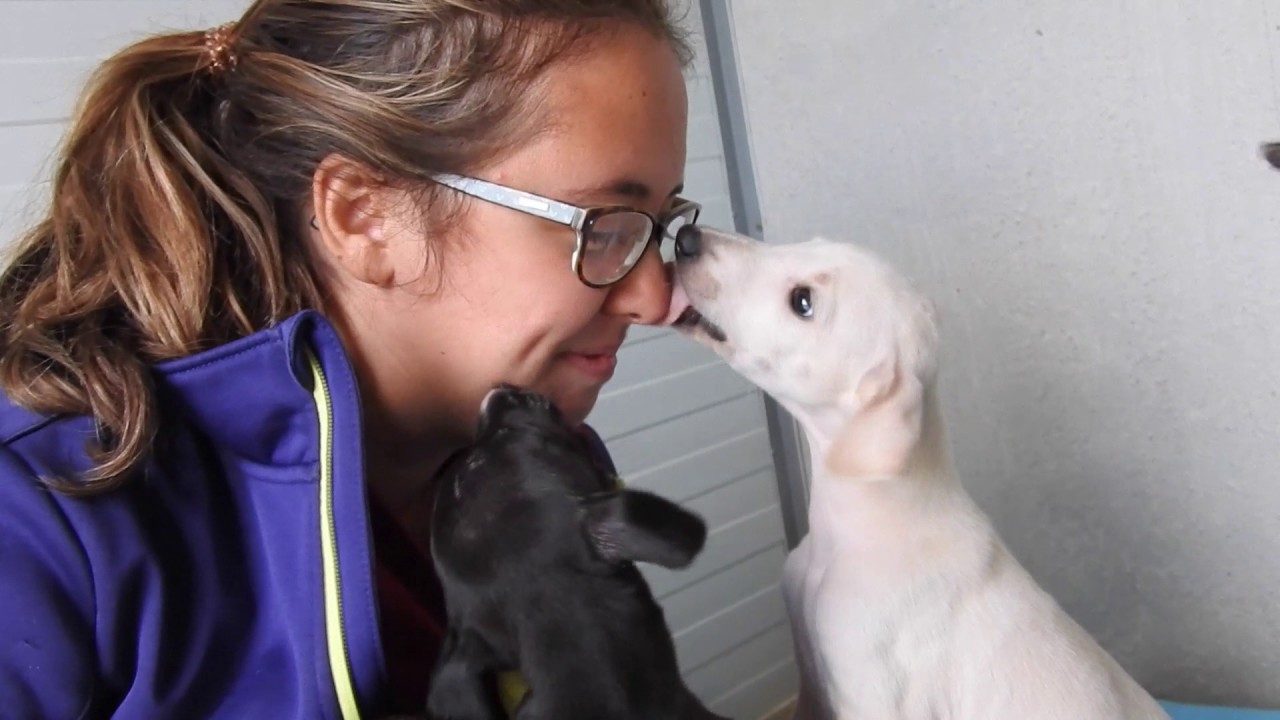 Help Nomi continue to make a difference at Galgos del Sol