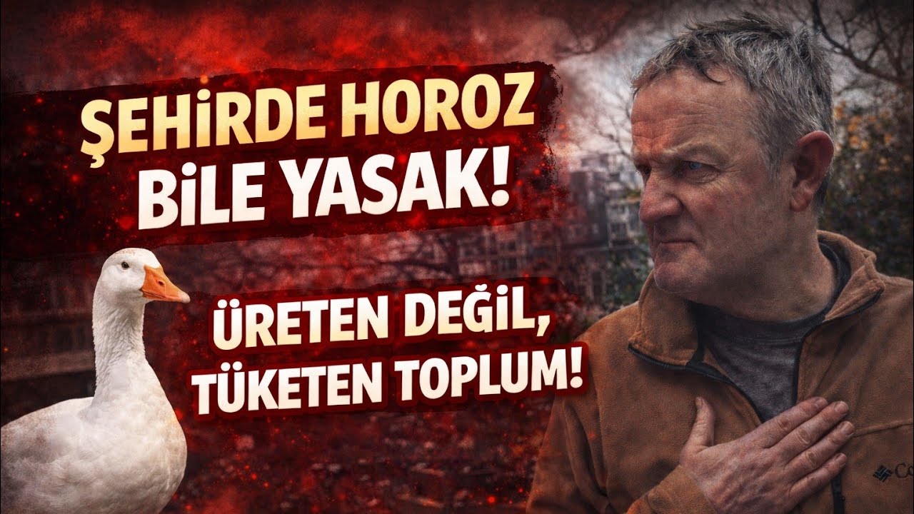 Şehirde Artık Kaz Bakılmıyor! Çözümü Amerikan Ördeğinde Bulduk!#americanduck 