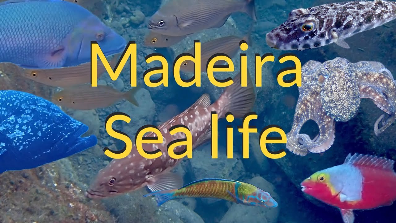 Madeira Sea Life New Year 2025