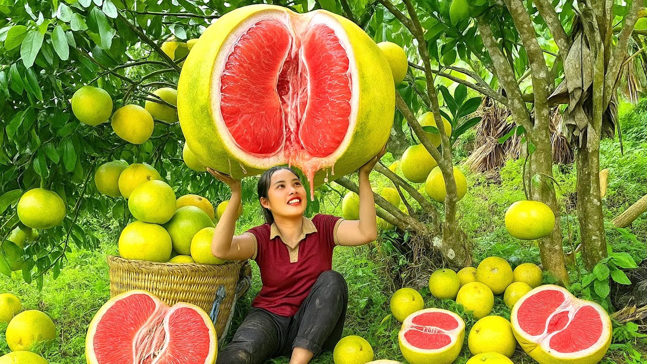 Harvest red pomelo to sell at the market with single mom