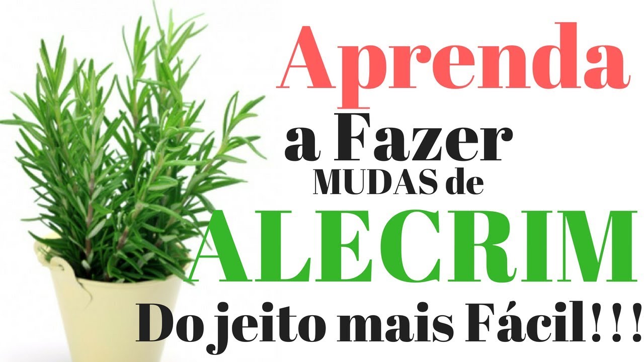 Como fazer Mudas de Alecrim + Substrato ideal
