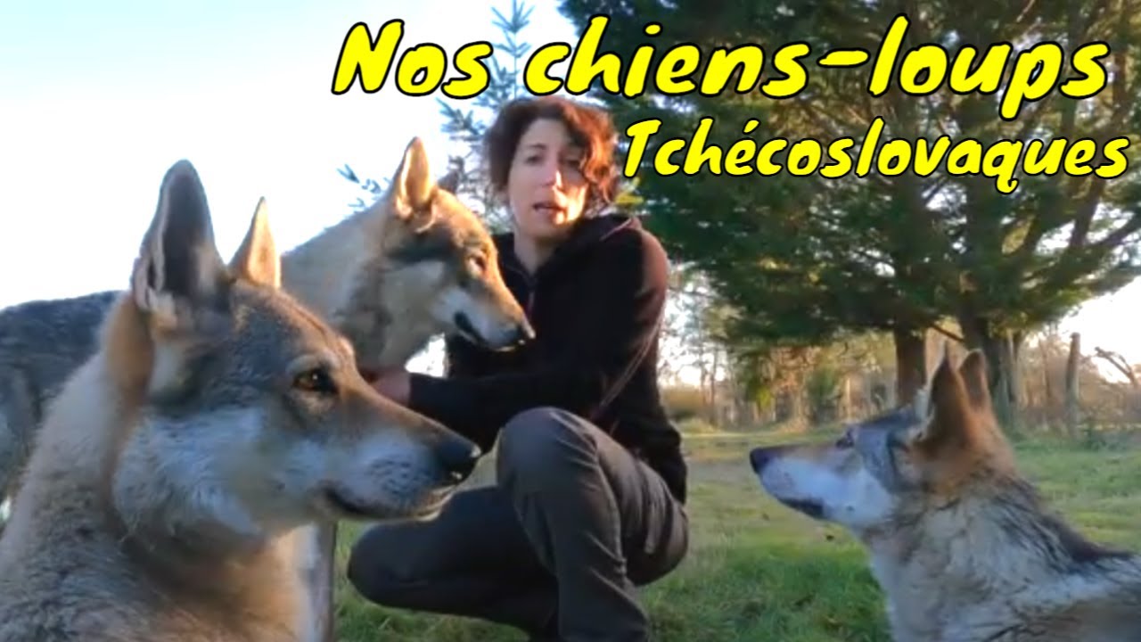Découvrez nos chiens-loups tchécoslovaques Oural et Baïkal - portée 2025 - L' Orée du Loup