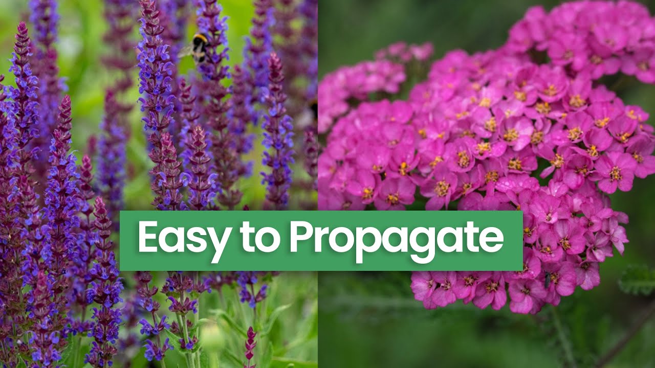 7 Easiest Cottage Garden Perennials to Propagate