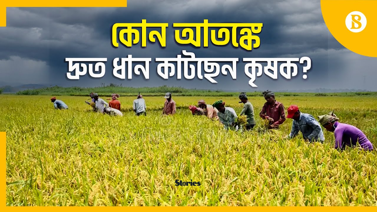 কিশোরগঞ্জের হাওরে দ্রুত ধান কাটার হিড়িক | Kishoreganj Haor | Harvest | The Business Standard