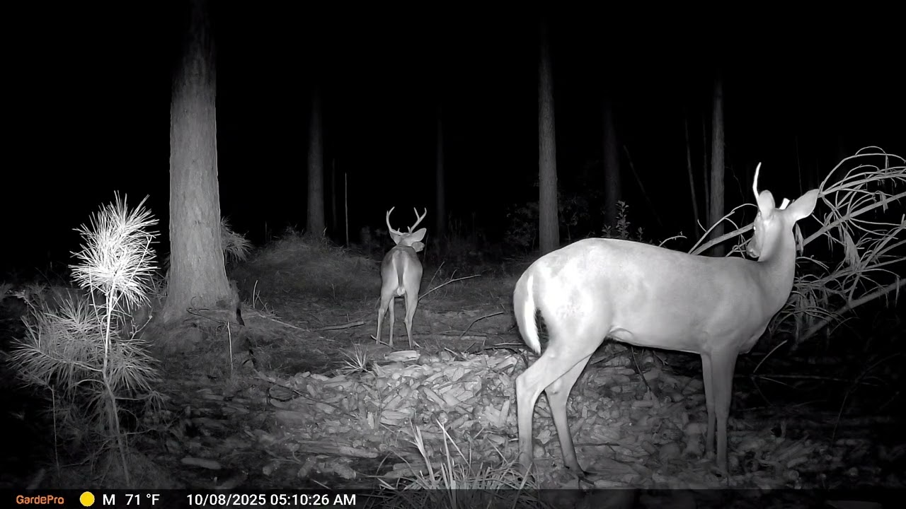The GardePro X66 Pro Trail Camera In Action.