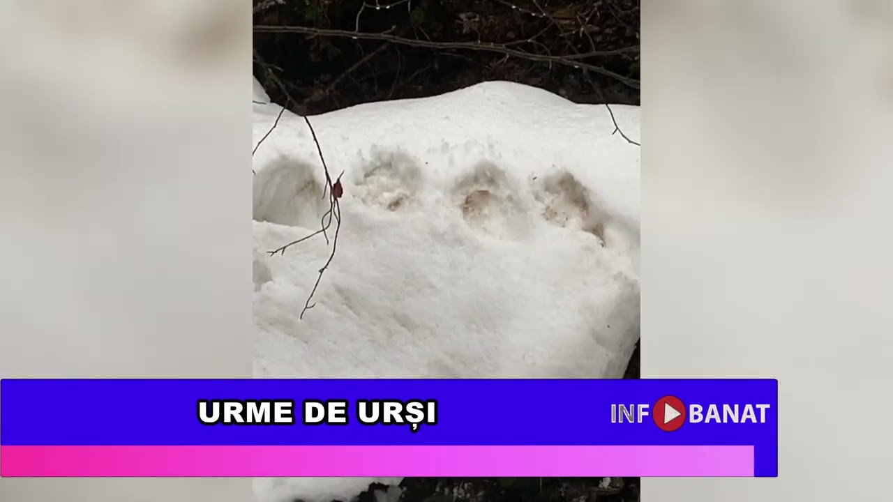 Urme de urși
