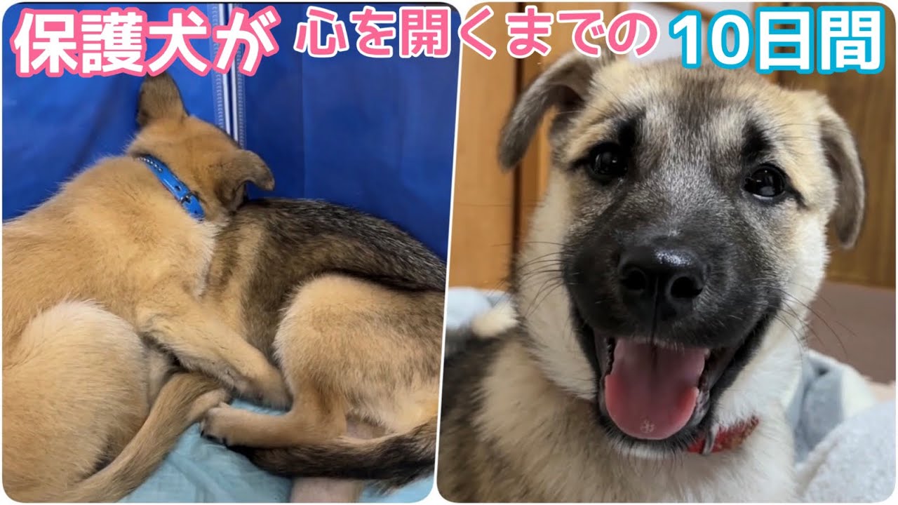 殺処分に怯えていた子犬たちが心を開いてくれるまでの10日間の記録💖【総集編】