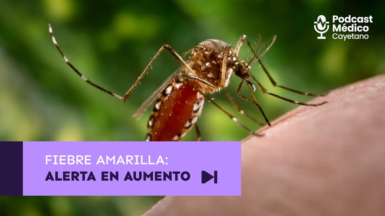 Fiebre amarilla: Alerta en aumento | Podcast Médico Cayetano