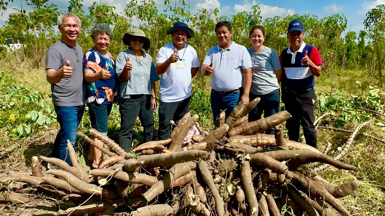 Witness The Biggest Cassava Harvest Ever: 100 Tons per Hectare - Unbelievable!
