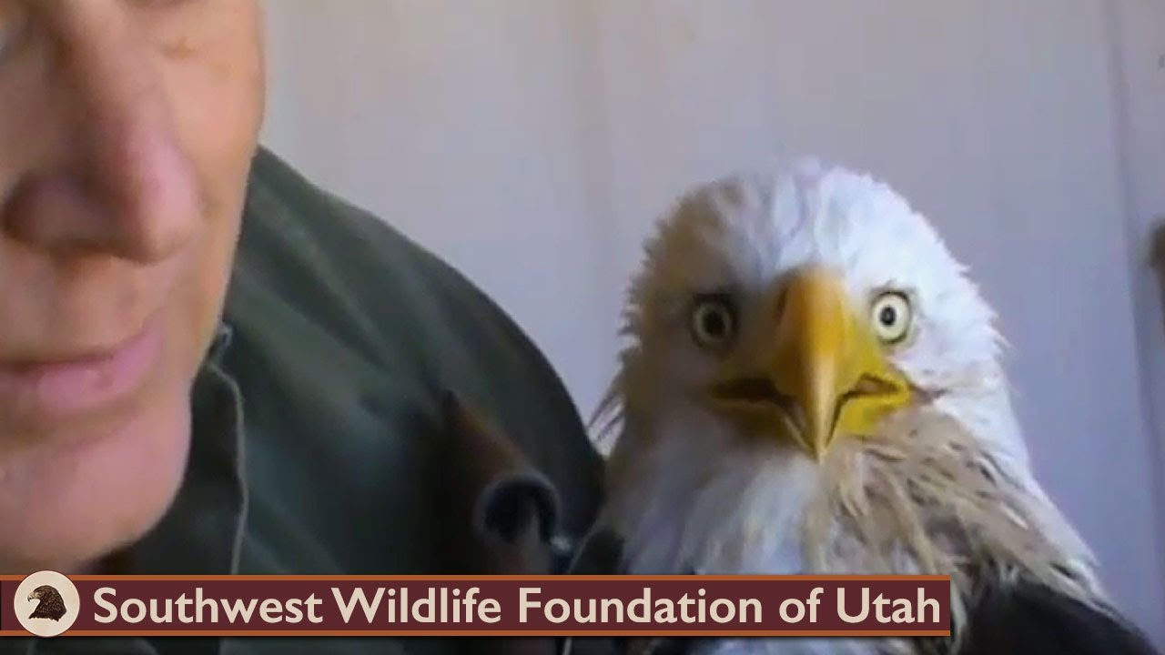 Feeding critically ill Bald Eagle March 26 2013