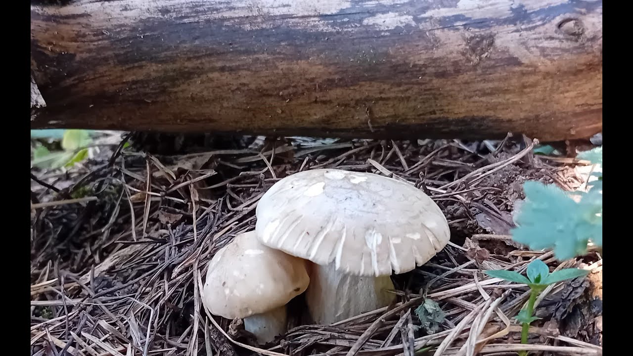 Perretxiko 2024 en Navarra (calocybe gambosa, perrechico, seta de San Jorge, seta de primavera...)