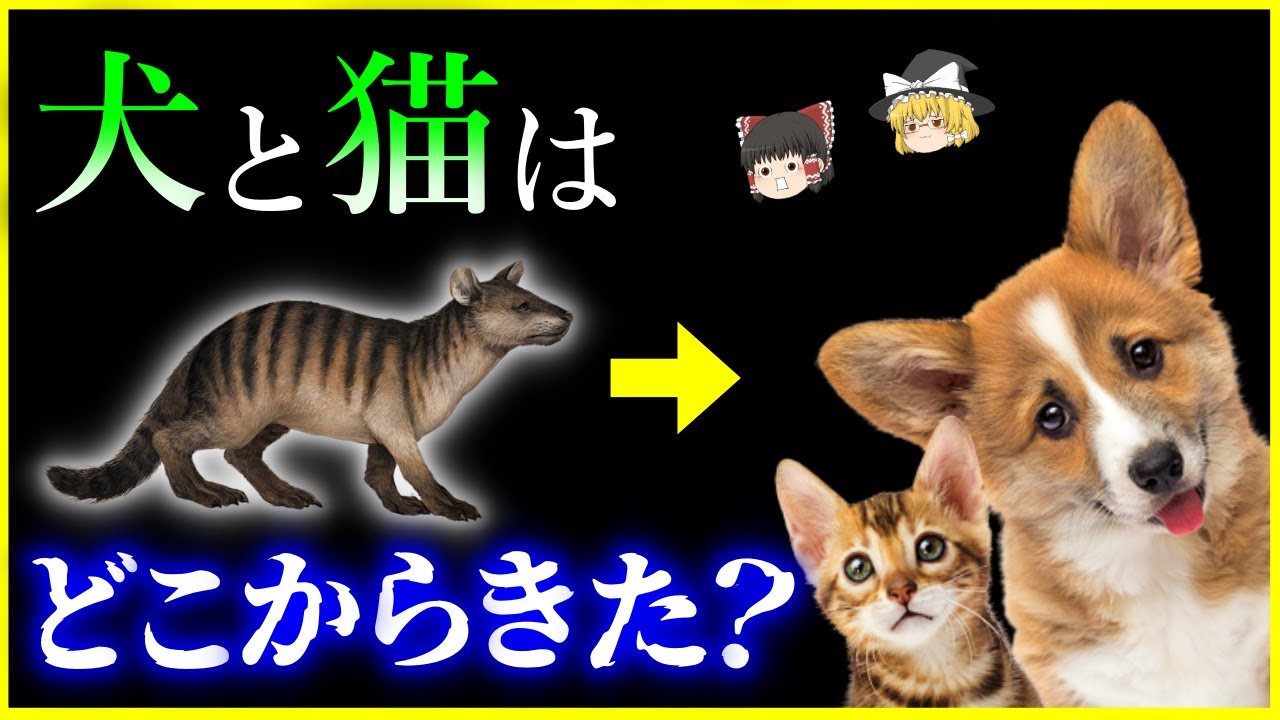 【ゆっくり解説】 祖先は共通⁉「イヌとネコ」はどこからきたのか？を解説/犬と猫共通の祖先ミアキスとは？それぞれの系譜と特徴