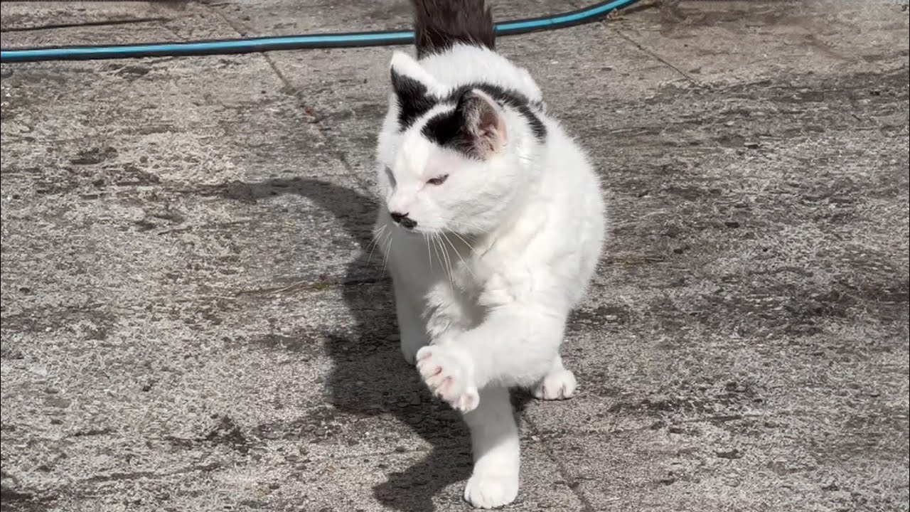 OATES THE CAT