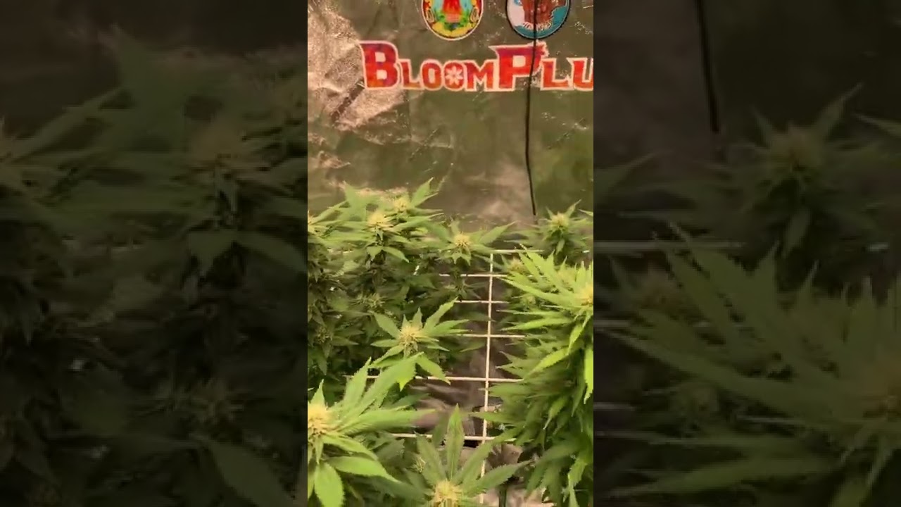 Cannabis scrog grow. Bloomplus LED 300w xp3000